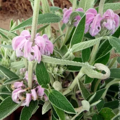 Sauge de Jérusalem pourpre - Fleurit même en sol sec