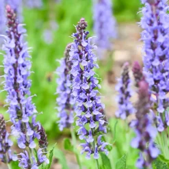 Sauge des bois Blauhügel - Des épis bleus tout l'été