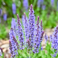 Sauge des bois Blauhügel - Des épis bleus tout l'été