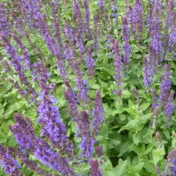 Sauge des bois Blaukonigin - Un tapis bleu tout l'été