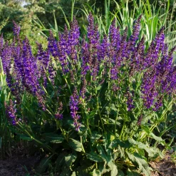 Sauge des bois Mainacht - Fleurit tout l'été sans effort