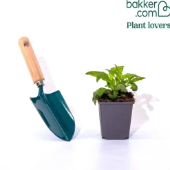 Sauge des bois Mainacht - Fleurit tout l'été sans effort