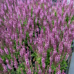 Sauge des bois rose clair - Le rose qui attire les papillons