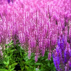 Sauge des bois rose clair - Le rose qui attire les papillons