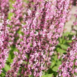 Sauge des bois Rose Marvel - Des fleurs roses tout l'été