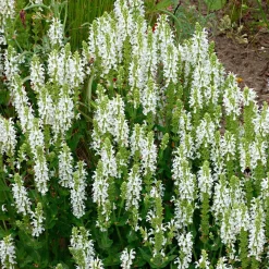 Sauge des bois Salvia 'Schneehügel' - Des épis blancs tout l'été