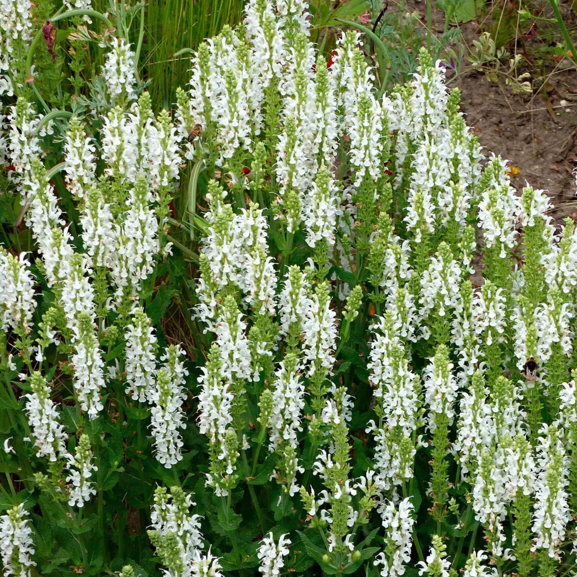 Sauge des bois Salvia 'Schneehügel' - Des épis blancs tout l'été