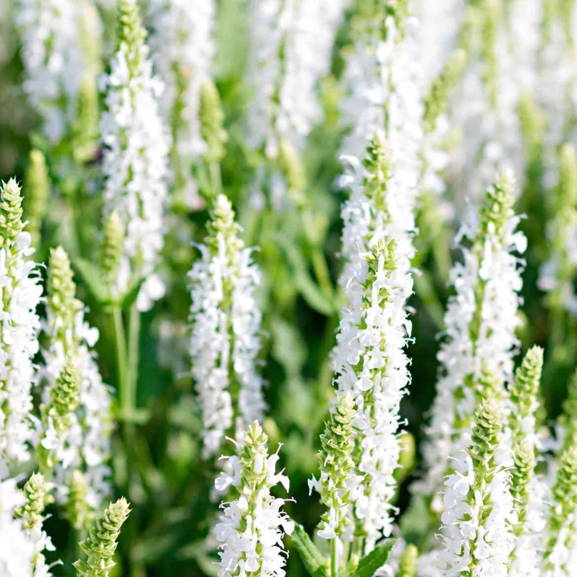 Sauge des bois Salvia 'Schneehügel' - Des épis blancs tout l'été