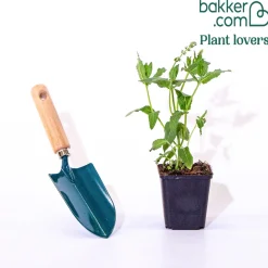Sauge des bois Salvia 'Schneehügel' - Des épis blancs tout l'été