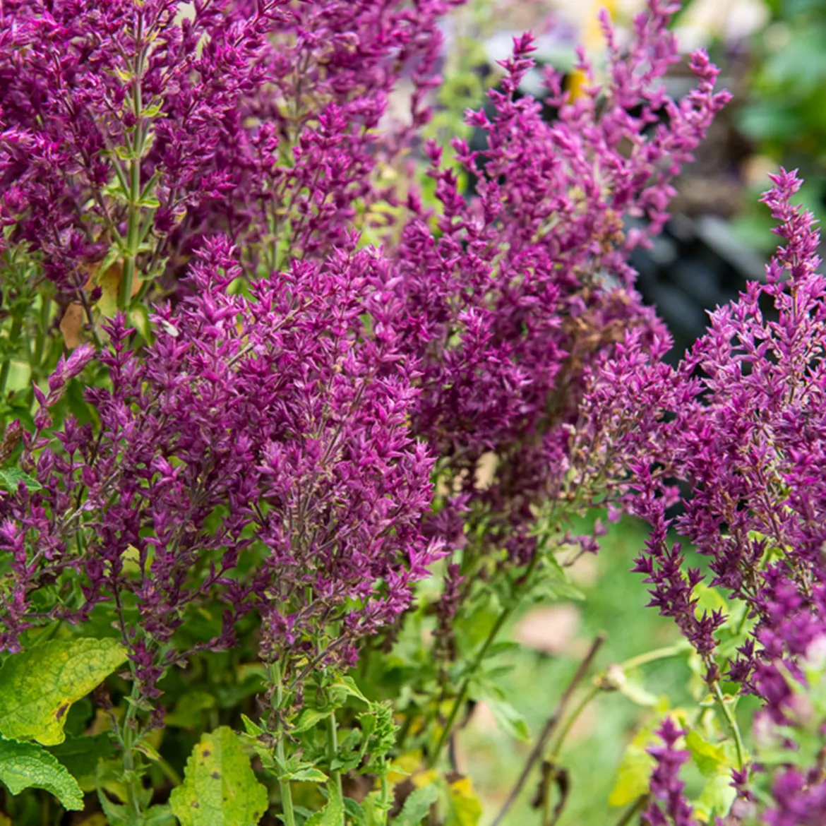 Sauge des bois Schwellenburg - Un massif violet tout l'été