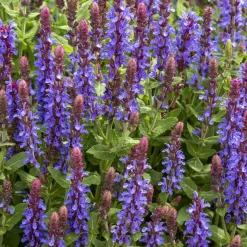 Sauge des bois Sensation Deep Blue - Du bleu tout l'été