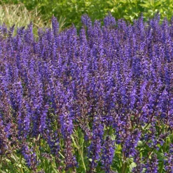 Sauge des bois Viola Klose - Un massif violet tout l'été