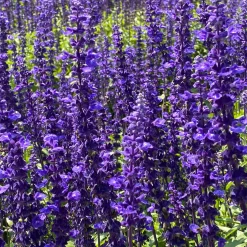 Sauge des bois Viola Klose - Un massif violet tout l'été