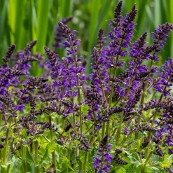 Sauge des bois Viola Klose - Un massif violet tout l'été