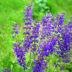 Sauge des prés - La prairie fleurie sans effort