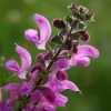 Sauge des prés Sweet Esmeralda - Un massif rose tout l'été