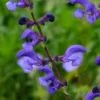 Sauge des prés Twillight Serenade - Un massif violet tout l'été