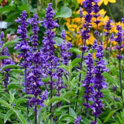 Sauge farineuse Blue Plus - Du bleu tout l'été