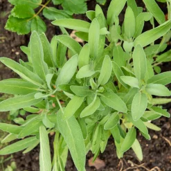 Sauge à feuilles de lavande - Le parfum du Sud chez vous