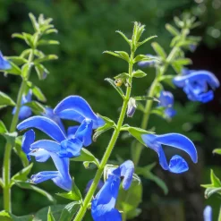 Sauge gentiane - Le vrai bleu au jardin