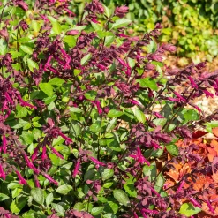 Sauge Love and Wishes® - Fleurit tout l'été sans effort