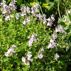 Sauge Magical ®Donau - Fleurie tout l'été sans effort
