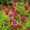Sauge Magical® Zambesi - 5 mois de fleurs fuchsia