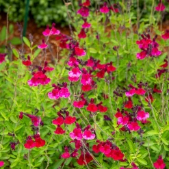 Sauge Magical® Zambesi - 5 mois de fleurs fuchsia