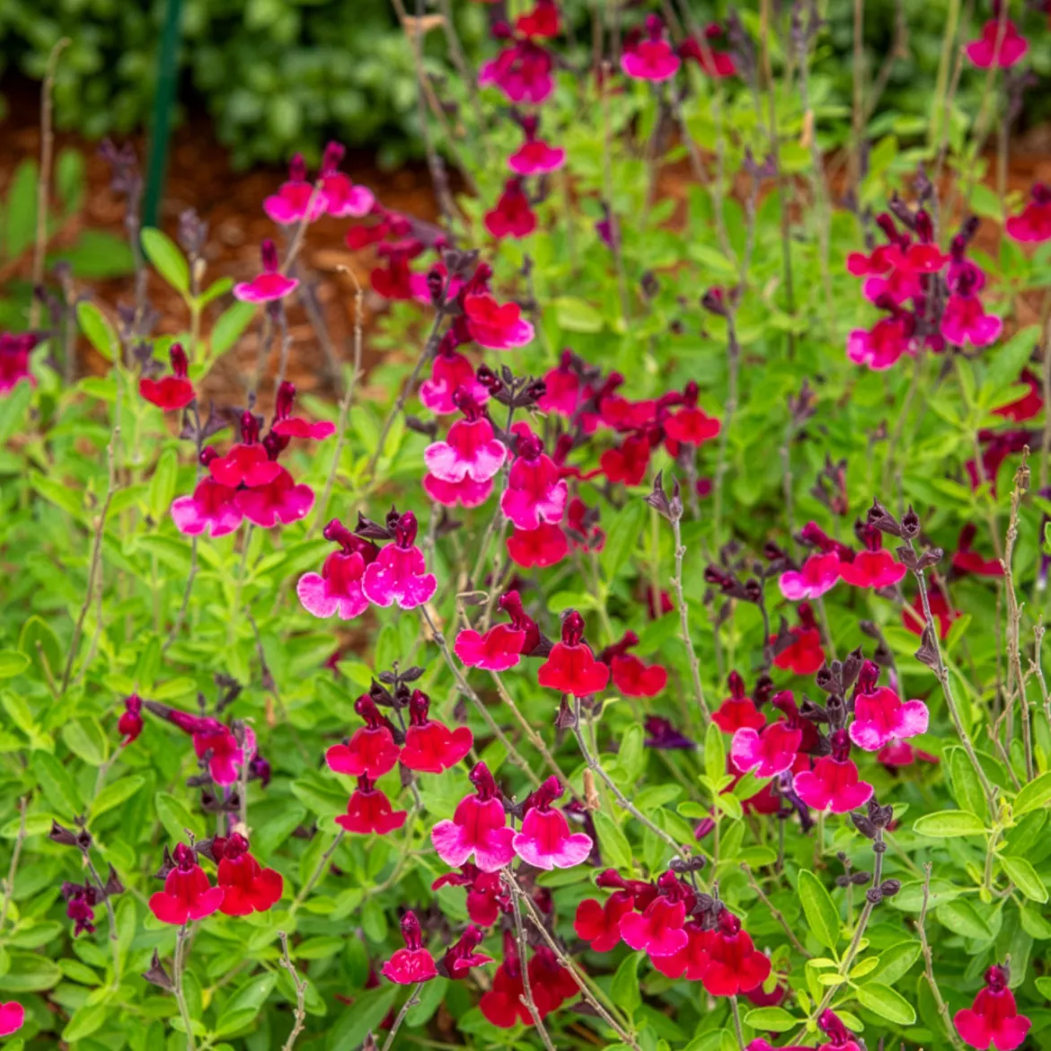 Sauge Magical® Zambesi - 5 mois de fleurs fuchsia