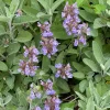 Sauge officinale - Aromatique et facile à vivre