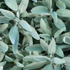 Sauge officinale - Aromatique et facile à vivre