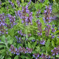 Sauge officinale - Aromatique et facile à vivre