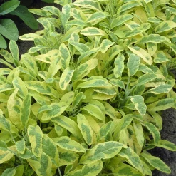 Sauge officinale Aurea - Le feuillage doré qui parfume