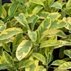 Sauge officinale Aurea - Le feuillage doré qui parfume