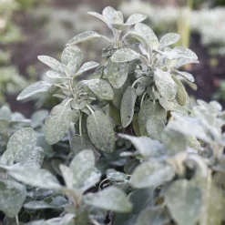 Sauge officinale Berggarten - Des feuilles larges à cueillir
