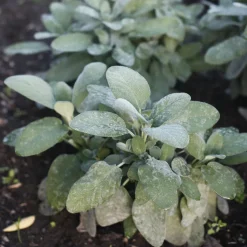 Sauge officinale Berggarten - Des feuilles larges à cueillir