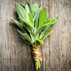 Sauge officinale 'Fanni' bio - Récolte parfumée toute la saison