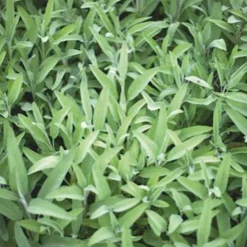Sauge officinale 'Fanni' bio - Récolte parfumée toute la saison