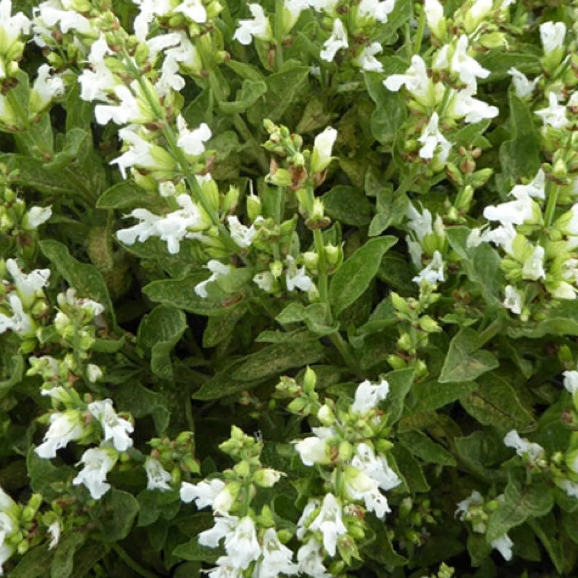 Sauge officinale à fleurs blanches - Aromatique et déco au jardin