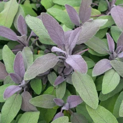 Sauge officinale Purpurascens - Le pourpre qui parfume
