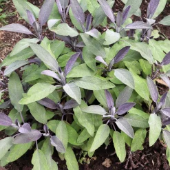 Sauge officinale Purpurascens - Le pourpre qui parfume