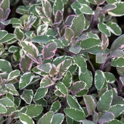 Sauge officinale Tricolor - Trois couleurs, un seul geste