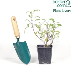 Sauge officinale Tricolor - Trois couleurs, un seul geste