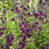 Sauge papillon de nuit - Fleurs violettes tout l'été