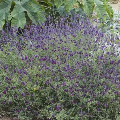 Sauge papillon de nuit - Fleurs violettes tout l'été