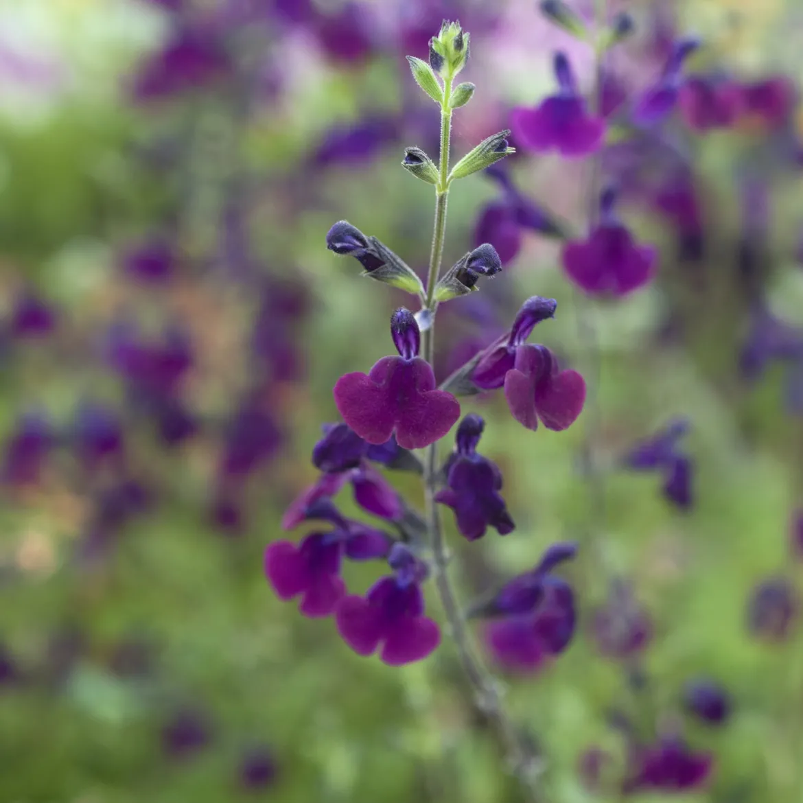 Sauge papillon de nuit - Fleurs violettes tout l'été