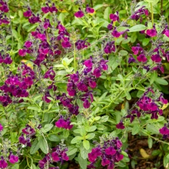 Sauge papillon de nuit - Fleurs violettes tout l'été