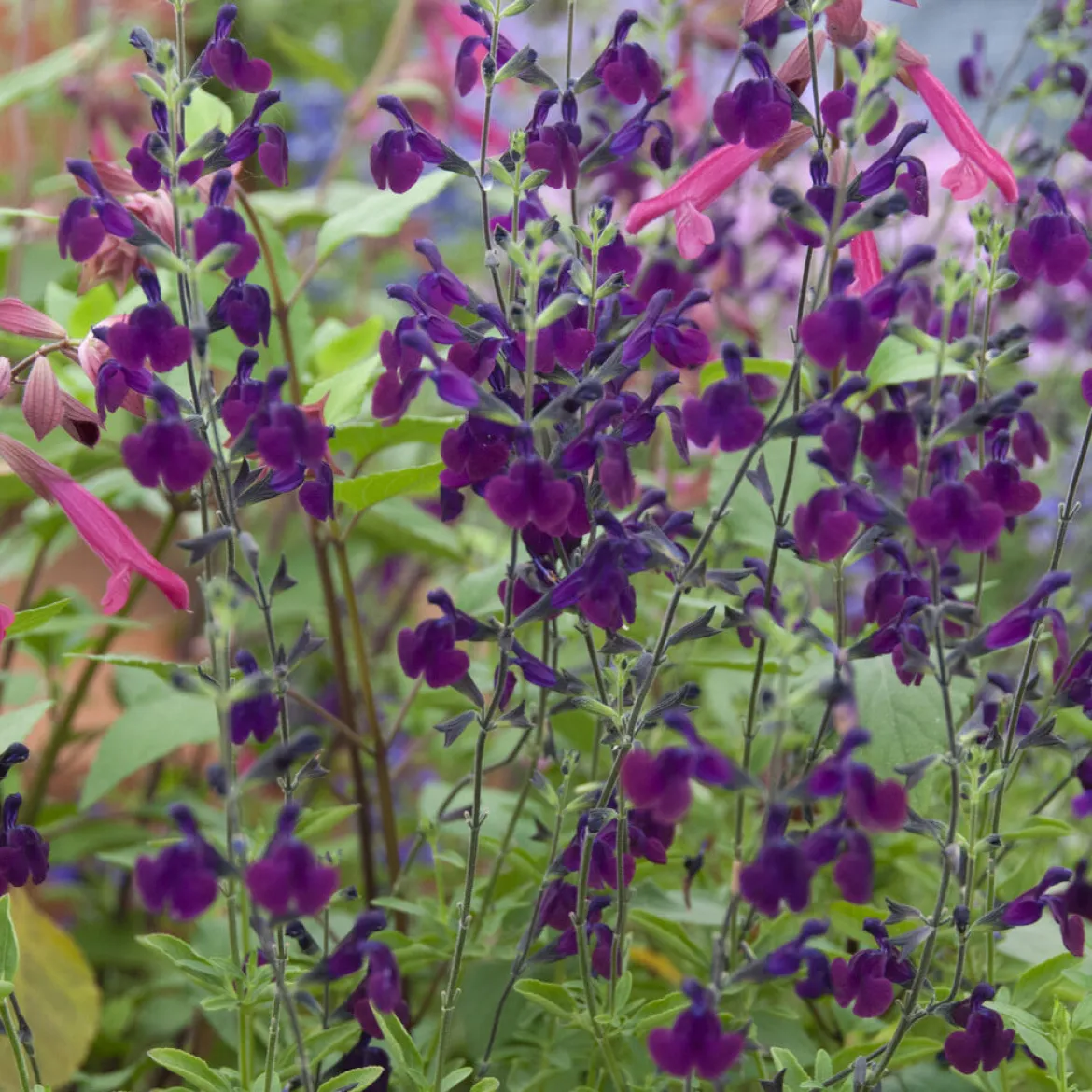 Sauge papillon de nuit - Fleurs violettes tout l'été