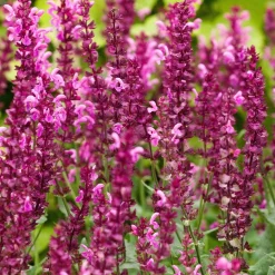 3 Sauges des bois Friesland Pink - Du rose tout l'été sans effort