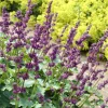 Sauge verticillée Purple Rain - Un tapis violet tout l'été